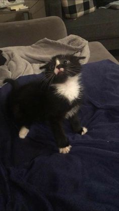 a black and white cat sitting on top of a blue blanket