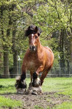 a horse is running in the grass near a fence and trees with its legs spread out