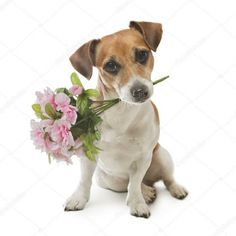 a small dog holding a bouquet of flowers in it's mouth and looking at the camera