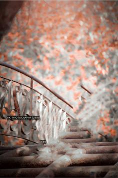 an artistic photo of some stairs in front of a wall with red leaves on it