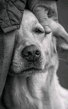 a black and white photo of a dog with its head on someone's shoulder