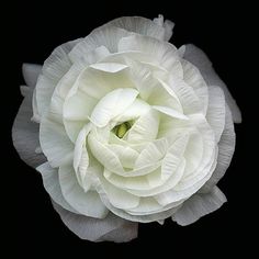 a large white flower on a black background