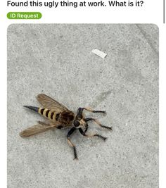 a fly sitting on the ground next to a white piece of paper with words written in it