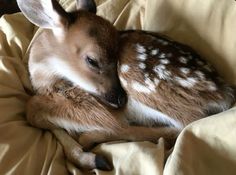 a small deer laying on top of a bed