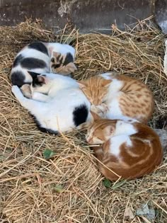 three kittens are laying on straw in the hay and one is sleeping next to another cat