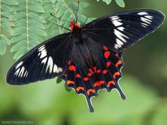 a black and red butterfly sitting on top of a leaf