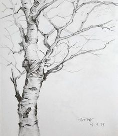 a pencil drawing of a tree with no leaves