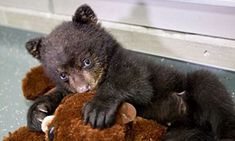 a baby bear sitting on top of a brown teddy bear