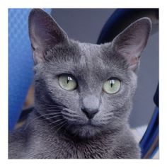 a gray cat with green eyes sitting on a chair