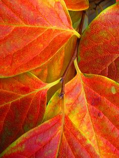 red and yellow leaves on a tree branch