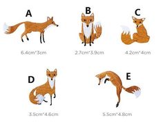 four different types of foxs are shown in this image, and each has its own letter