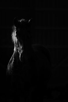 a black and white photo of a horse in the dark with its head turned to the side