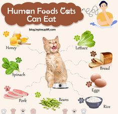 an orange cat sitting on top of a scale surrounded by food and words that read human foods cats can eat