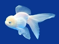 a white goldfish swimming in an aquarium