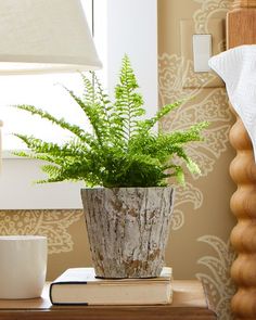 a potted plant sitting on top of a wooden table next to a cup and saucer