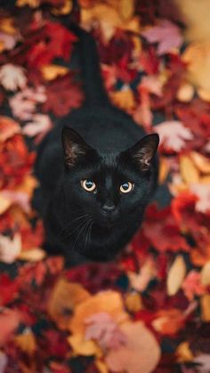 a black cat sitting on top of a pile of leaves