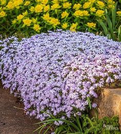 purple flowers are blooming in the garden