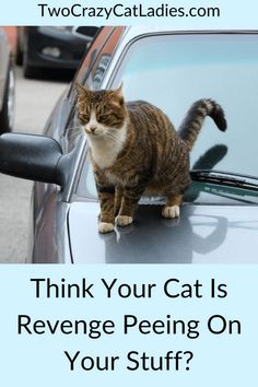 a cat sitting on the hood of a car with text that reads, think your cat is reverse peeing on your stuff?