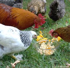 several chickens eating food out of a bowl