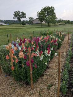 many colorful flowers are growing in the field next to a fence and some grass on the ground