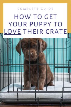 a puppy sitting in its cage with the words how to get your puppy to love their crate