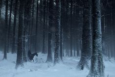 a horse is standing in the middle of a snowy forest