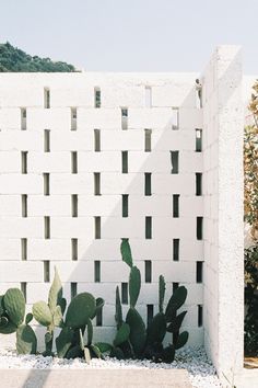 a large cactus in front of a white brick wall with small squares on it's sides