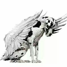 a black and white dog with wings on it's back