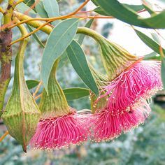 some pink flowers hanging from a tree branch