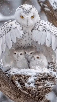 three owls are sitting in a nest on a tree branch with snow falling around them