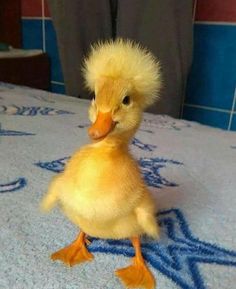 a small duck sitting on top of a bed