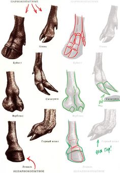 an image of different types of feet and their corresponding toes in french language, with instructions