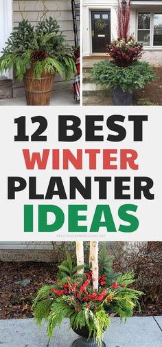 the best winter planter ideas