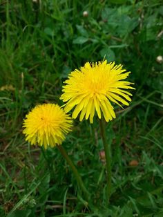 two yellow dandelions sitting in the grass