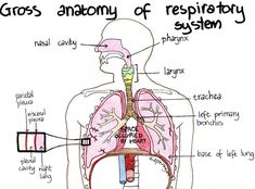 diagram of the anatomy of the human body