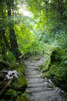 a stone path in the middle of a lush green forest