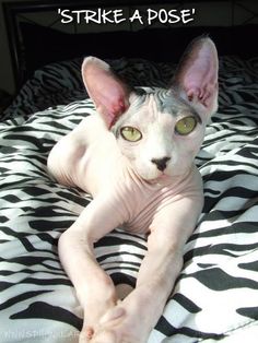 a hairless cat laying on top of a zebra print bed spread with the caption, strike a pose