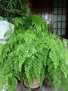 a large green plant sitting on top of a stone floor next to a door and steps