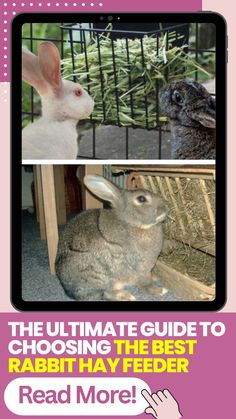 Uncover key factors to consider when choosing the best rabbit hay feeder, ensuring your pet's health and happiness. Tap the pin to find out more now! @forpetsreviews  #rabbit  #rabbithayfeeder #farmanimals Alfalfa Hay, Rabbit Habitat, Rabbit Diet, Rabbit Hay, Hay Feeder