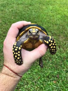 a hand holding a small turtle in it's right hand, with grass in the background