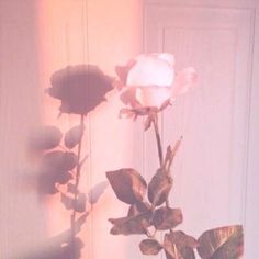 a white rose sitting on top of a table next to a vase filled with flowers