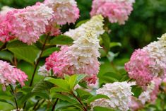 pink and white flowers blooming in the garden