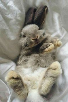 a small rabbit is laying on its back with it's paws up in the air