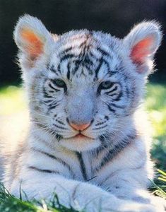 a baby white tiger laying in the grass