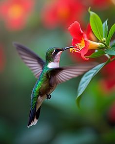 Hummingbird