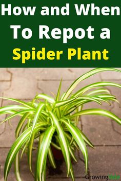 Spider Plant Plant Repotting, Inside House Plants, Full Sun Front Yard Landscaping, 30 Day Writing Challenge, Front Yard Landscaping Full Sun, Landscaping Full Sun, Small Indoor Plants