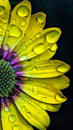 a yellow and purple flower with water droplets on it