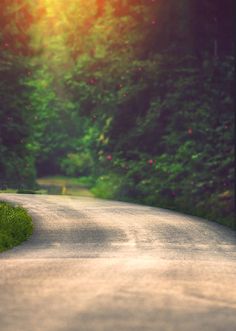 an empty road surrounded by lush green trees