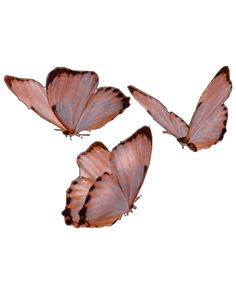 three butterflies flying in the air on a white background