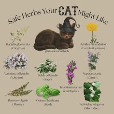 Safe herbs your cat might like 🤍 🐱✨ #catlover #herbs #witchythings #witchcraft #rituals Cats Claw Magical Properties, Cat Safe Herbs, Cat Safe Simmer Pot, Cat Friendly Herbs, Manifestation School, Real Witchcraft, Witchcraft Rituals, Cat Magic, Magickal Herbs